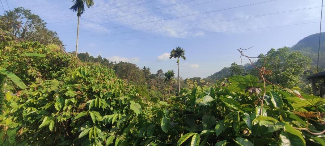 Riya Home Stay Munnar Anaviratty Ngoại thất bức ảnh